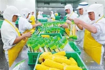 搞农业没有钱了该怎么办,搞农业赚钱不