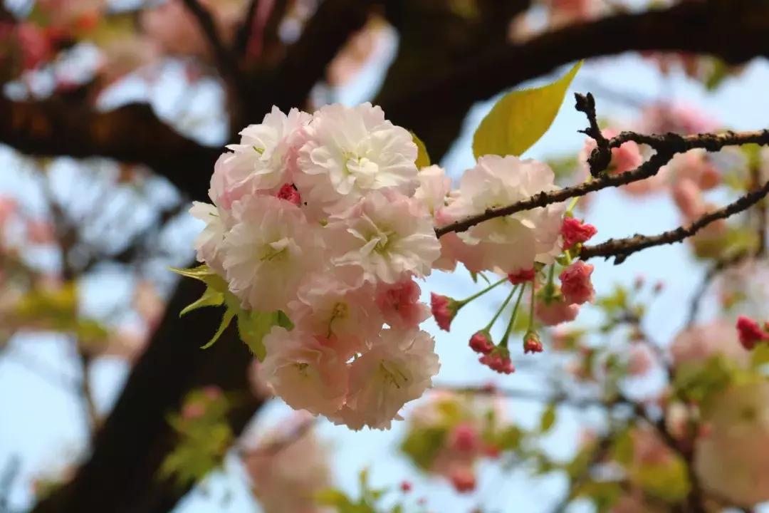 位于四川乐山沙湾的郭沫若故居,沙湾区郭沫若故居景区