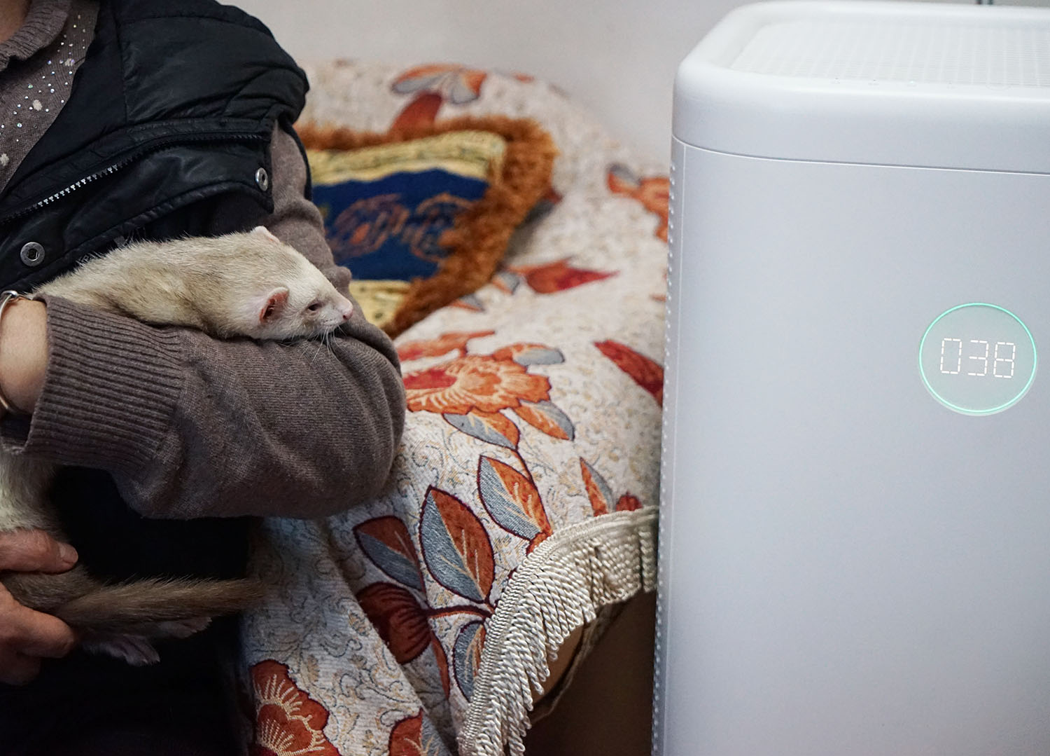 空气净化器除宠物屎味吗,空气净化器能去除宠物异味吗