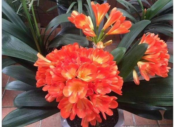 分享君子兰养护小妙招,分享君子兰养护技巧