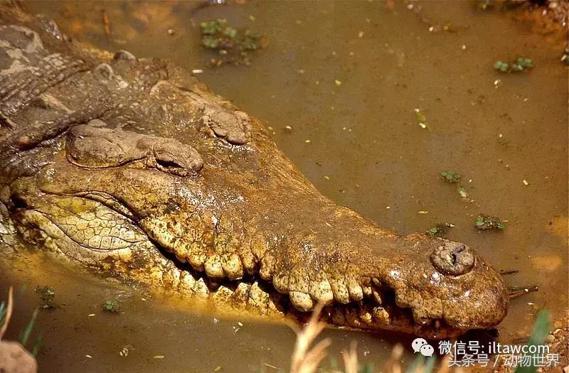 扬子鳄被称为古老的爬行动物,新生代爬行动物巨鳄