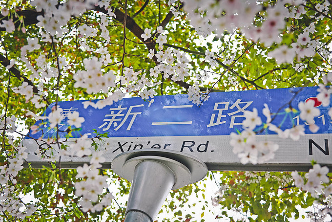 不用去日本也能看富士山,上海赏樱花攻略必去的地方