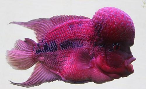 罗汉鱼饲养方法,金花罗汉鱼饲养技巧