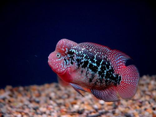 罗汉鱼饲养方法,金花罗汉鱼饲养技巧