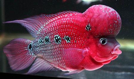 泰金罗汉鱼饲养教程,马骝罗汉鱼饲养方法
