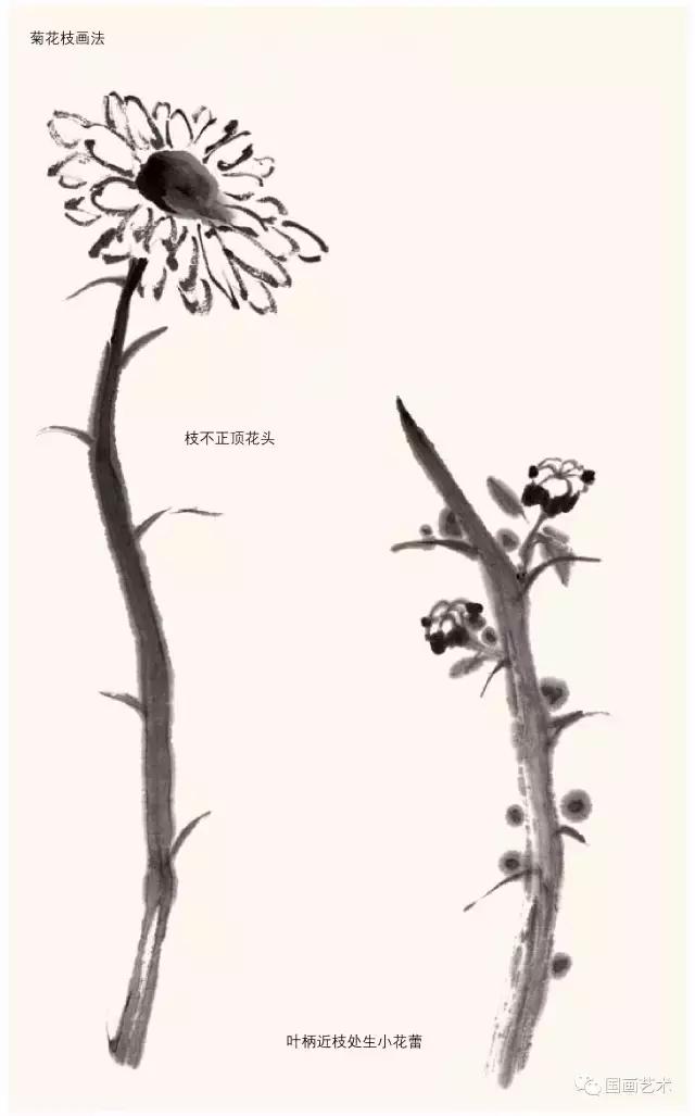 名家画菊花国画视频,徐湛画菊花国画入门教程