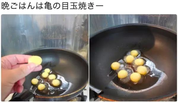 宠物龟下蛋,宠物龟怎么避免吃自己的蛋