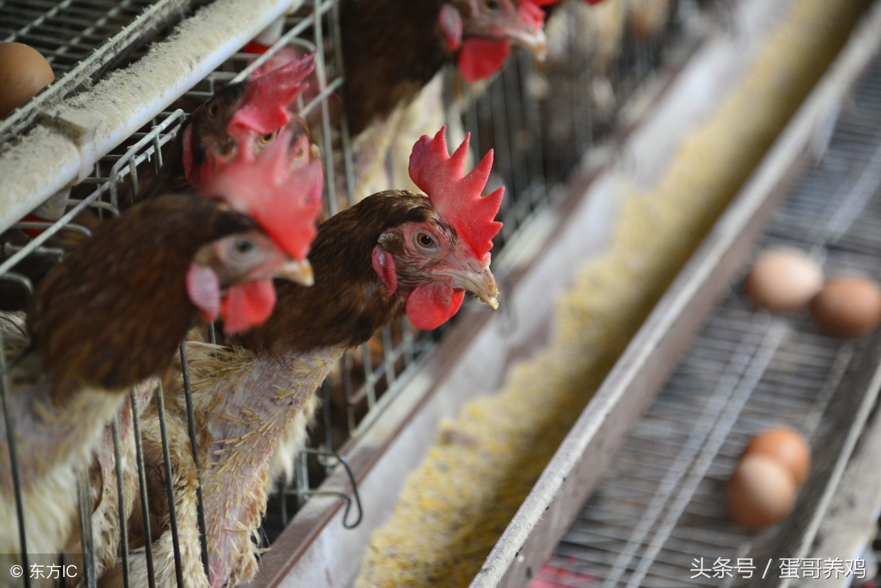 产蛋后期蛋壳质量差怎么办,产蛋量下降是怎么回事