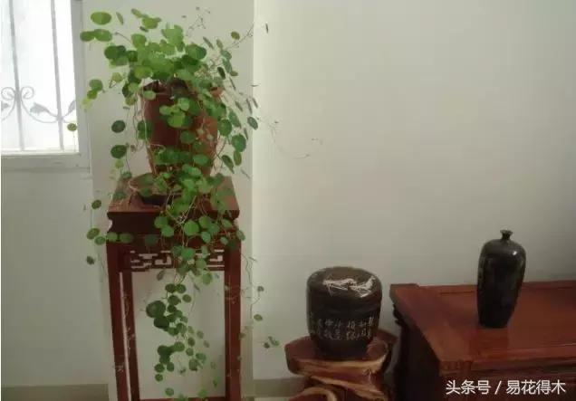 山乌龟怎么养才长得好看,山乌龟大小有区别吗怎么养