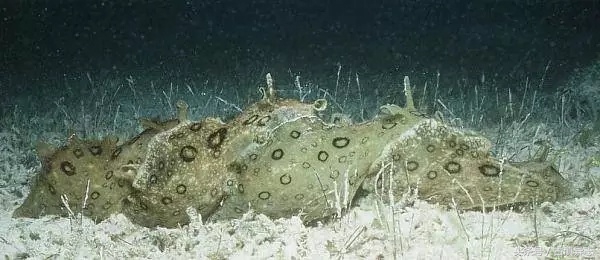 海兔的十大禁忌,海兔危险事件