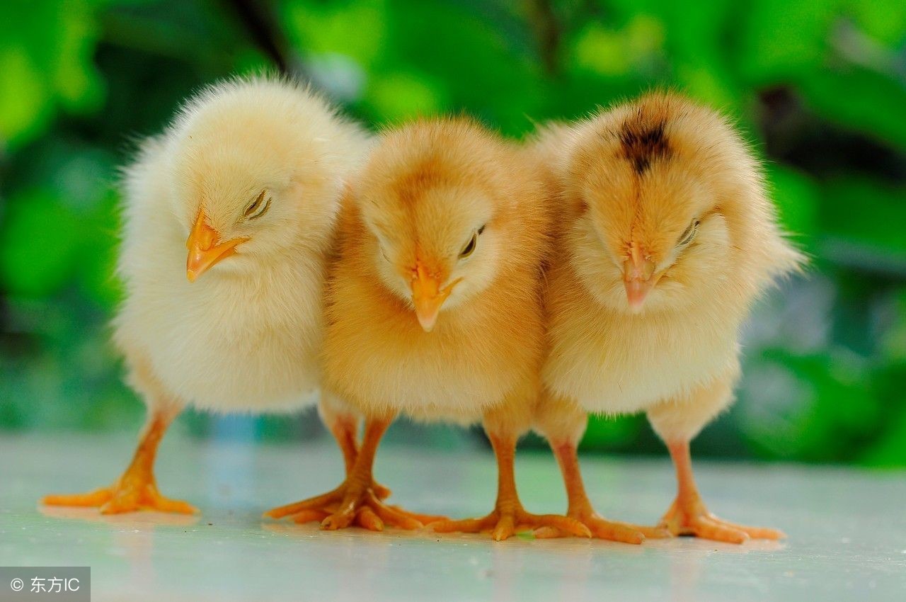 鸡黄白痢什么药效果最好,治鸡白痢中草药有哪些