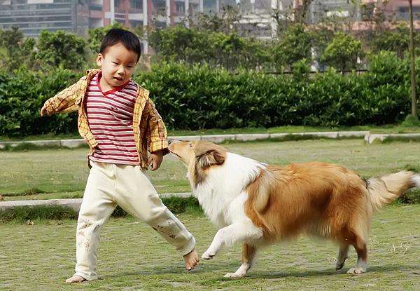 狗子遇到熊孩子怎么办,熊孩子遇到狗是什么反应
