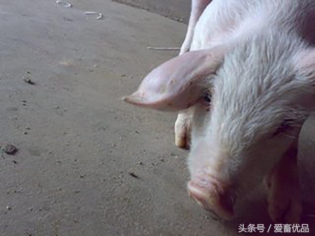 小猪一只耳朵老往后偏是怎么回事,小猪肿耳朵是什么原因