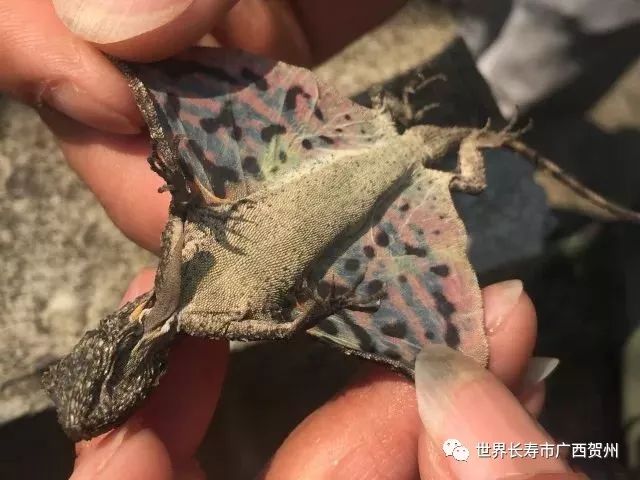 长着龙角的蜥蜴,长着翅膀的蜥蜴