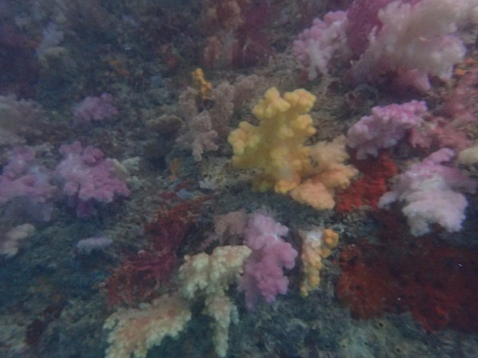 太平洋有名的海岛,太平洋岛国帕劳地理位置