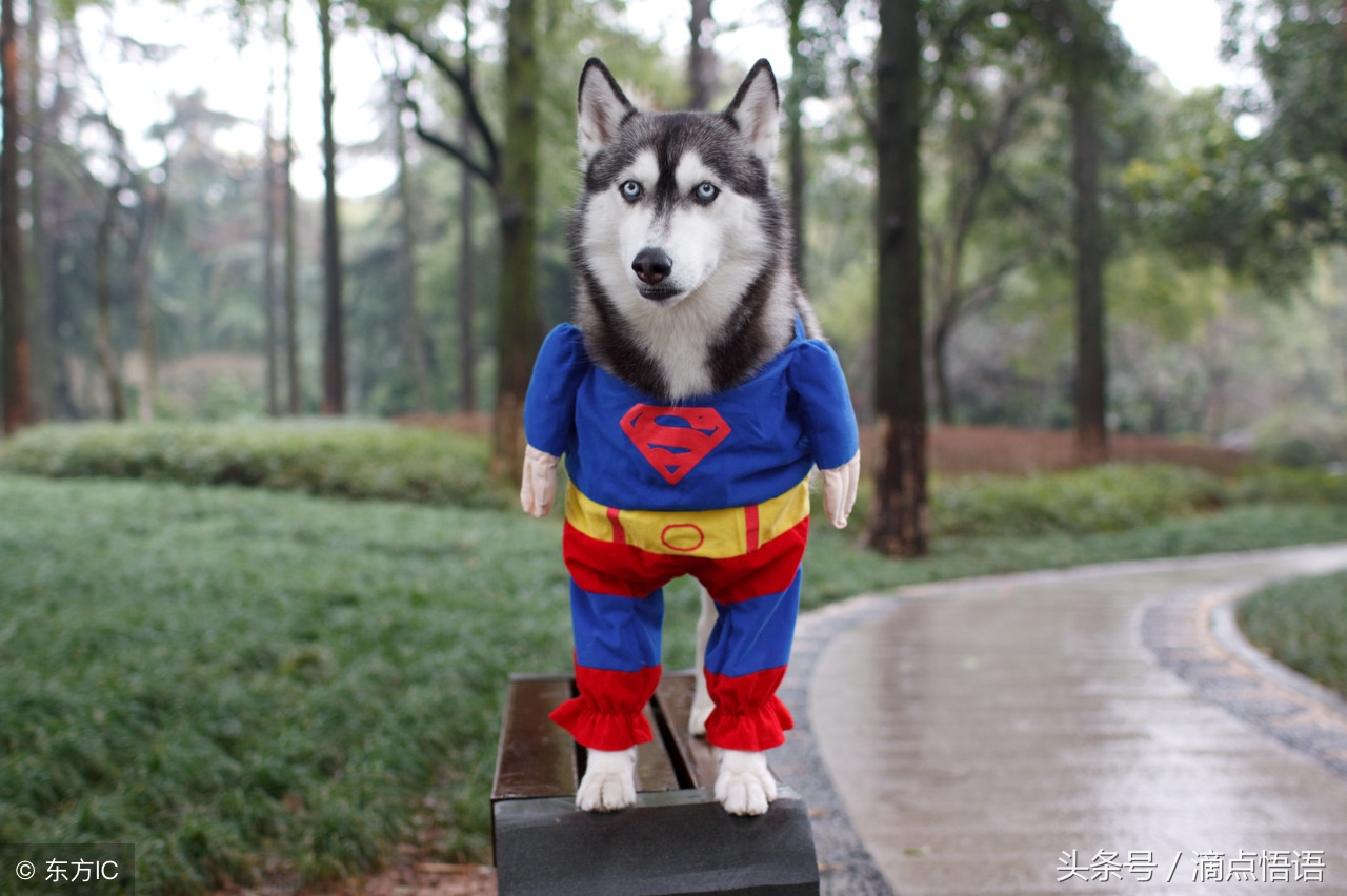 搞笑幽默又风趣的小明,小明滚系列最新段子