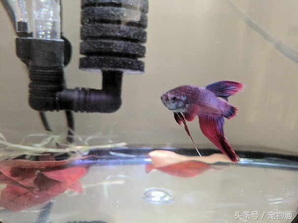 鱼尾突然变红全部死掉,鱼尾腐烂怎么治疗