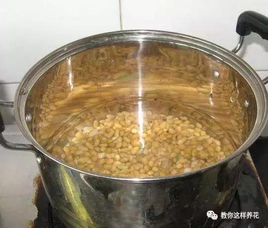 洋葱水可以浇君子兰吊兰绿萝吗,绿萝君子兰怎么养才能长得快