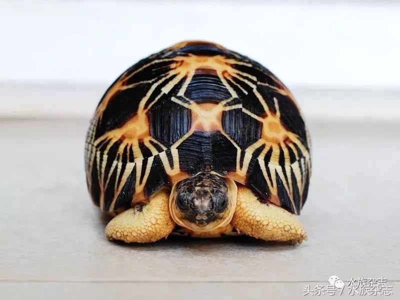 长寿陆龟在哪里,最长寿的缅甸陆龟