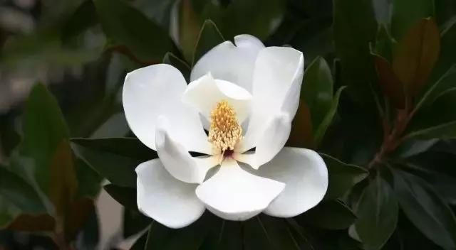 2021世锦赛会徽,上海市运动会会徽