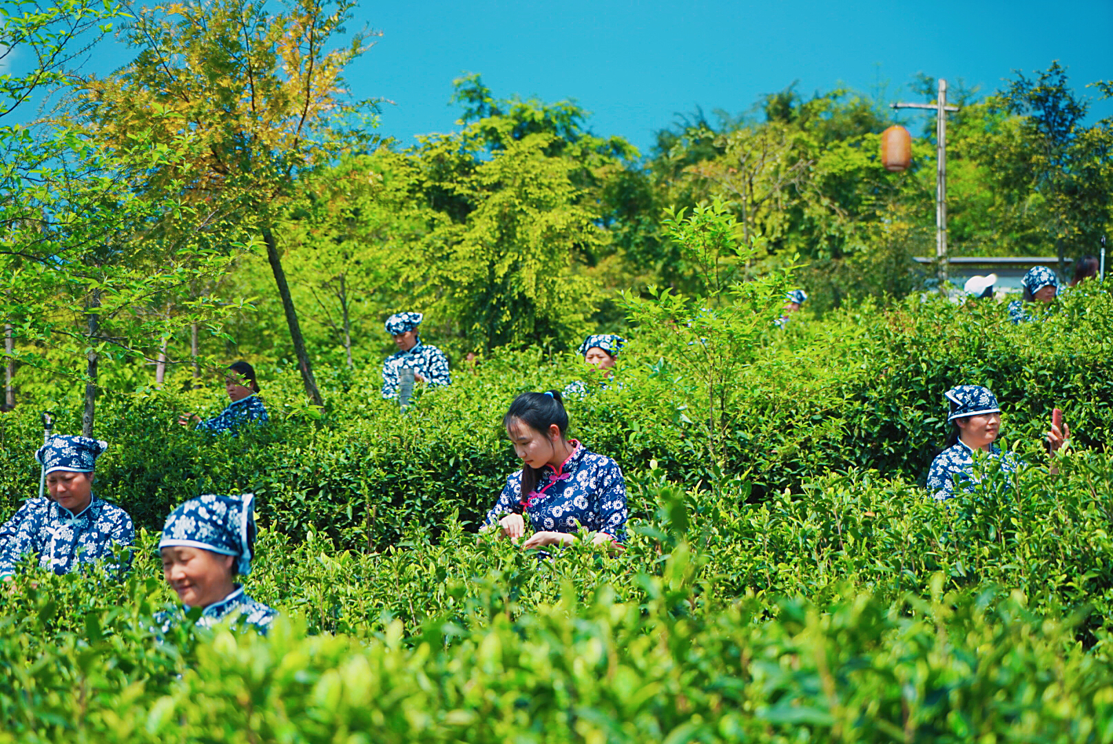 喜欢吃鸡蛋的和不喜欢吃鸡蛋的,为什么喜欢吃鸡蛋的人要多喝茶