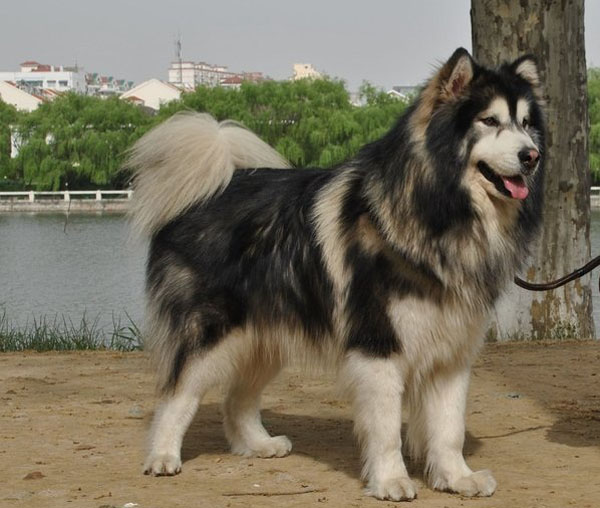 阿拉斯加发情期你知道多少？