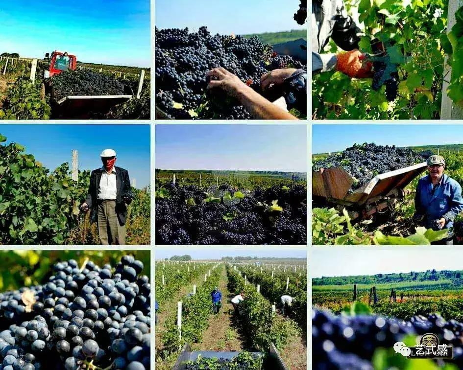 奔富假酒多吗,奔富葡萄酒真的假的