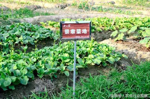 生态菜园盈利模式,私家菜园创业计划书