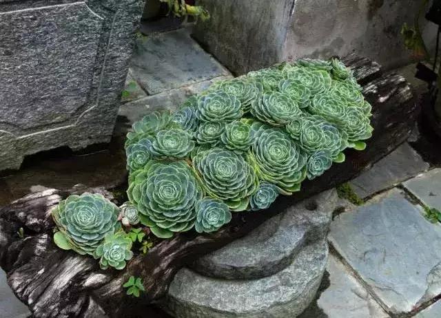 春来花自青秋至叶飘零原文解释,春来花自青秋至叶飘零出自哪里