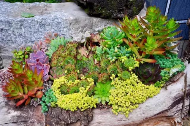 春来花自青秋至叶飘零原文解释,春来花自青秋至叶飘零出自哪里