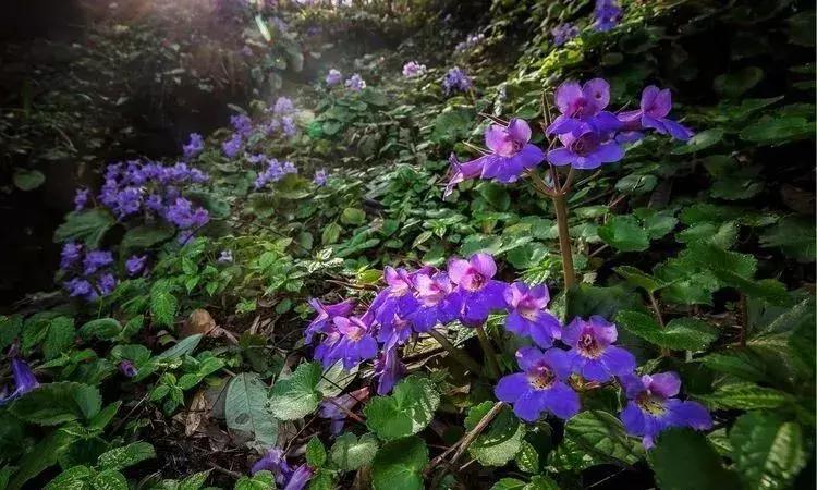 媲美九寨沟的碧湖潭，被誉为萍乡小三峡，是不可错过的世外仙境