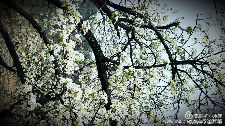 卫辉鲤鱼村道路两侧的千娇百媚……