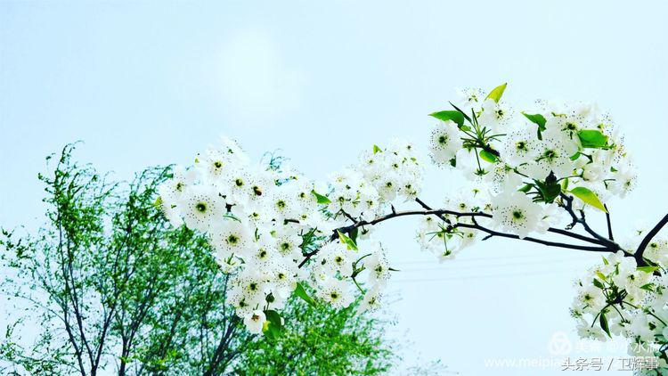 卫辉鲤鱼村道路两侧的千娇百媚……
