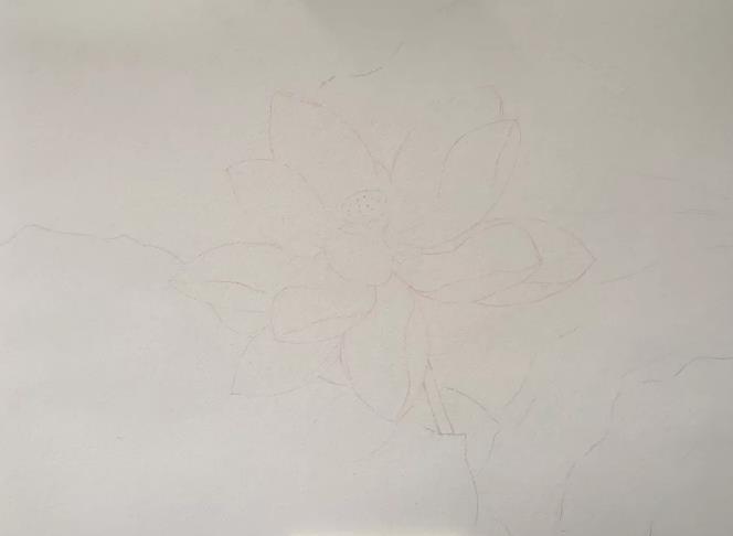 水彩夏天清新森系初学者荷花,水彩荷花画教程入门