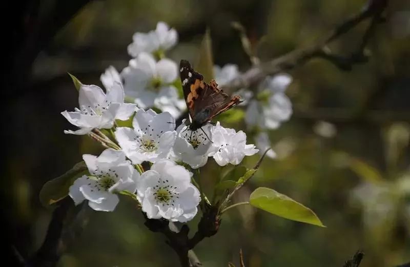 潼南赏花攻略全集,重庆赏花好去处潼南花岩梨花海