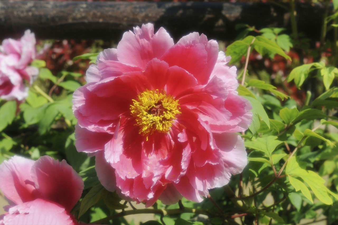 牡丹真国色花开时节动京城谁写的,花开时节动京城唯有牡丹真国色