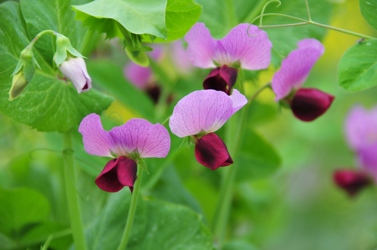 琼瑶的惊艳的美丽,琼瑶十大绝色佳人