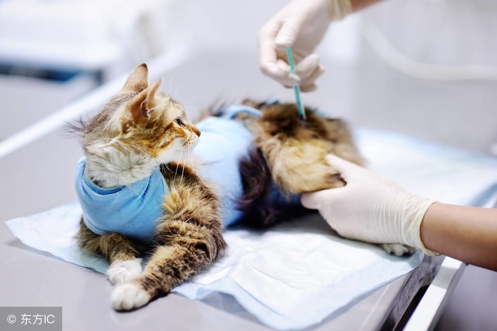 猫咪绝育后如何照顾,猫咪绝育后的最佳护理方法