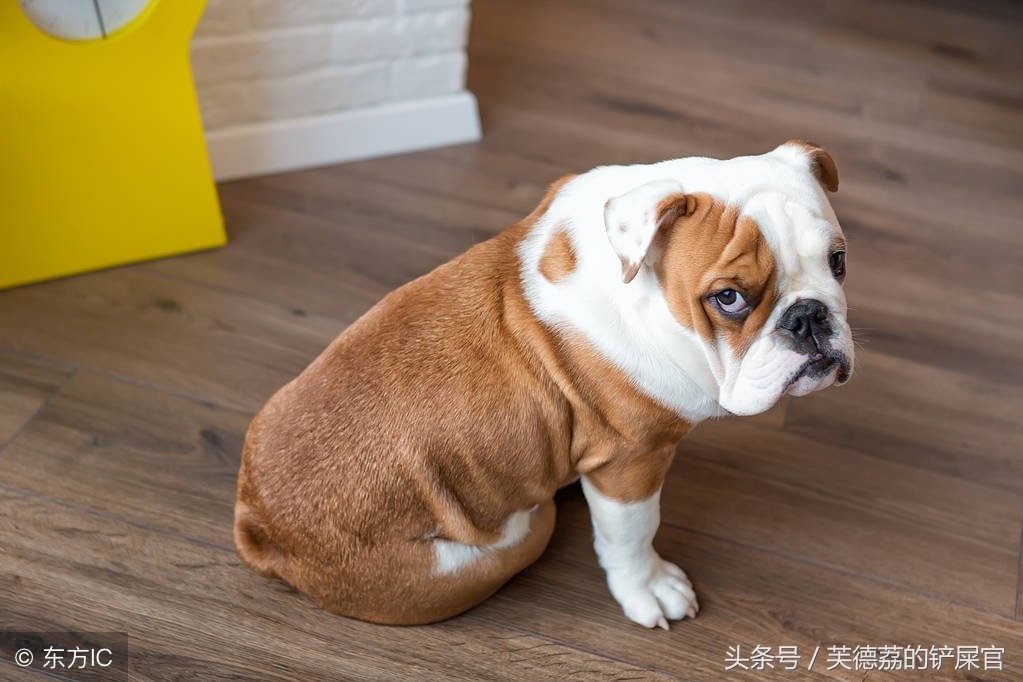 英牛为什么不建议养,为什么不建议养英牛