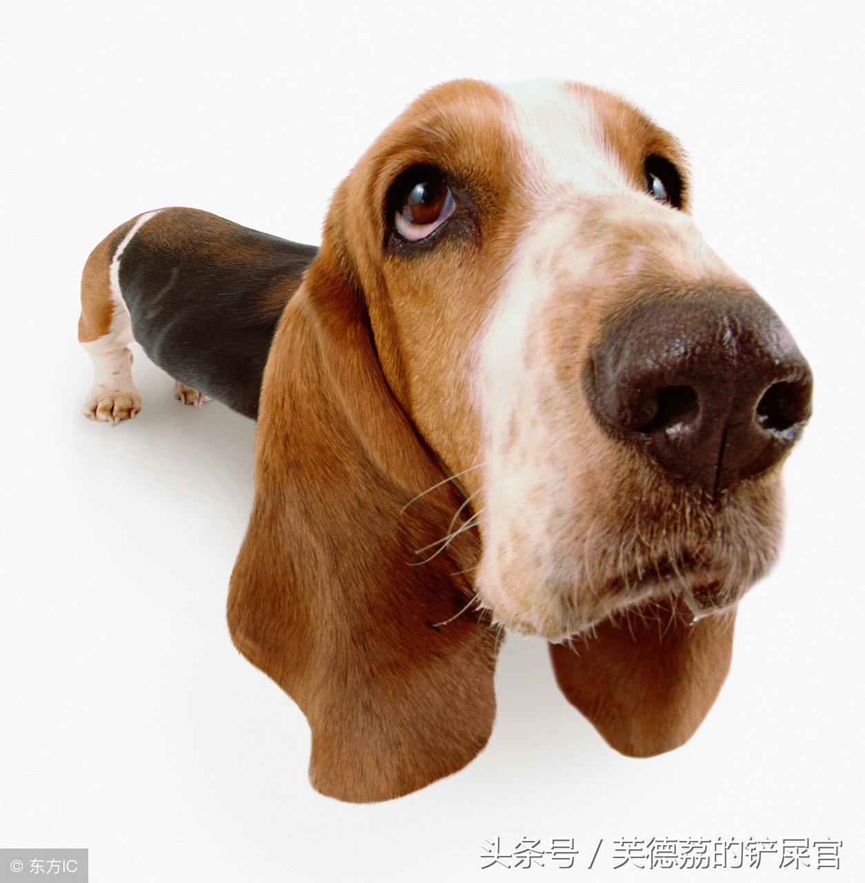 英牛为什么不建议养,为什么不建议养英牛