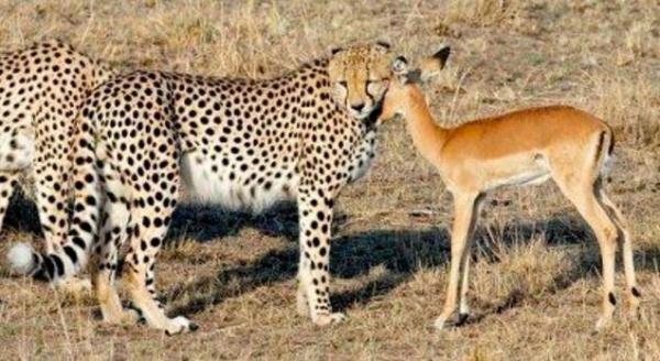小小羚羊被猎豹抓,小羚羊刚出生被猎豹抓住