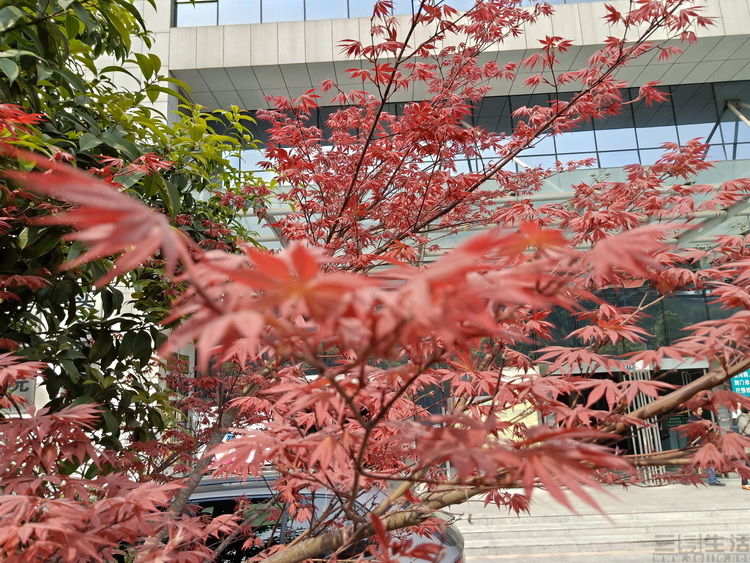 提升oppo手机性能,oppor15和oppor15标准版哪个好