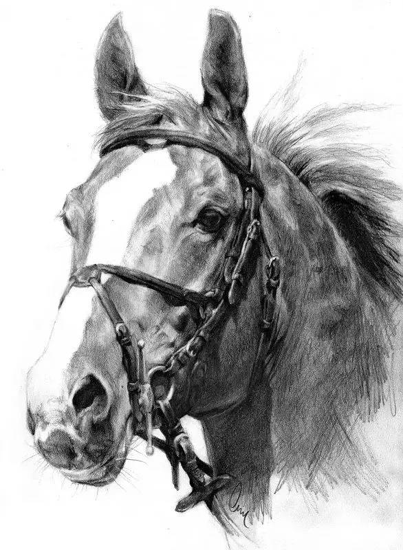 一分钟学会画一个狗,一分钟教你学会画马