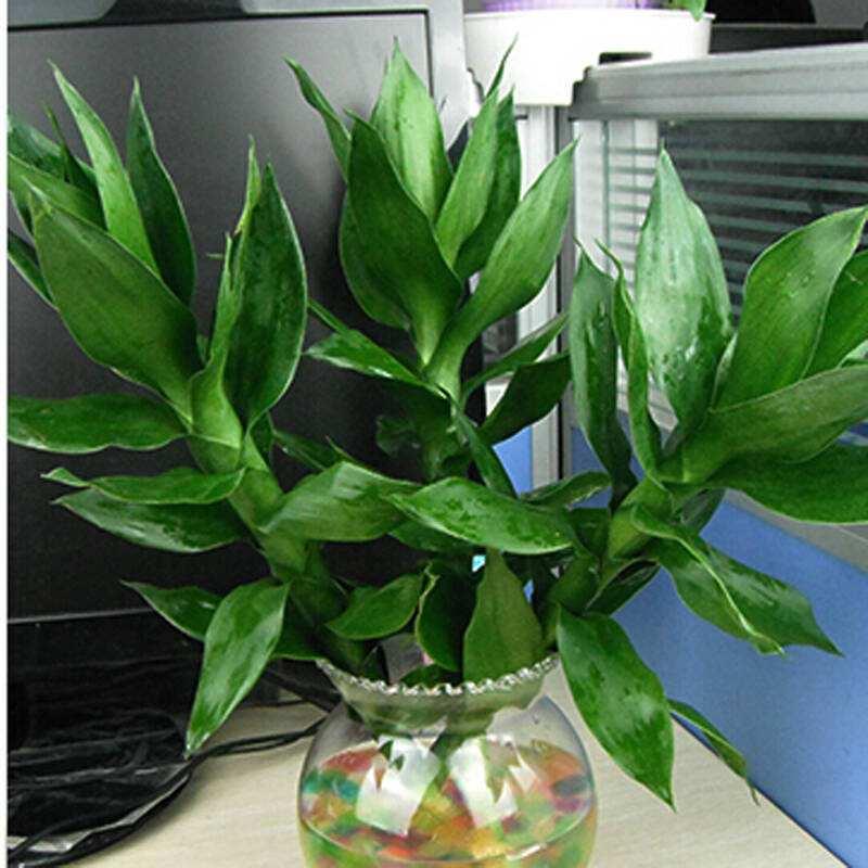 水养富贵竹叶发黄怎么处理,富贵竹叶子发黄小方法