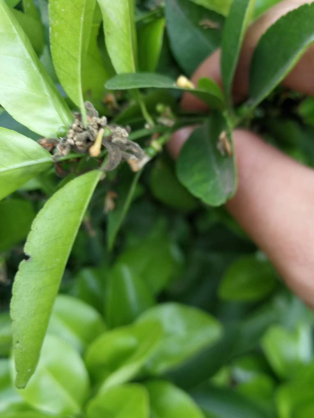 怎么防治柑橘灰霉病,柑橘灰霉病防治有诀窍