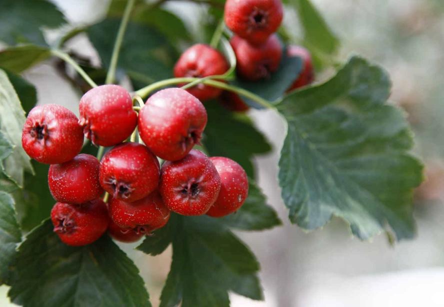 准妈妈们需要知道哪些,准妈妈们千万注意哪些东西不能吃