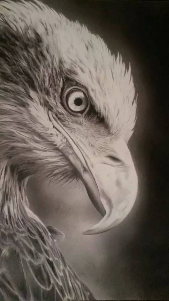 鹰怎么画又霸气又真实,要怎么画真实的老鹰