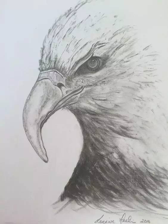 鹰怎么画又霸气又真实,要怎么画真实的老鹰