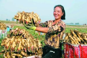 生姜富民*党**旗红