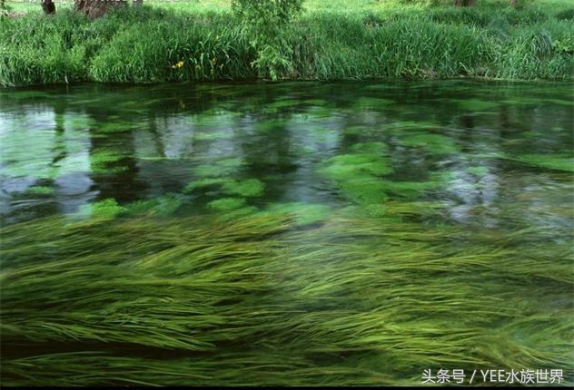 草缸二氧化碳自制还是罐装,为什么草缸需要二氧化碳